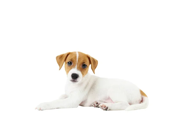 Winzige entzückende Jack Russell Terrier Welpen mit braunen Flecken im Gesicht, isoliert auf weißem Hintergrund. — Stockfoto