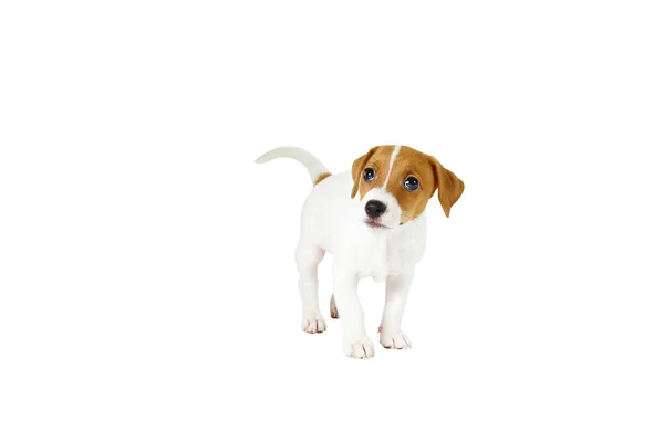 Крошечный обожаемый щенок Джека Рассела-терьера с коричневыми стеблями на лице, изолированный на белом фоне . — стоковое фото