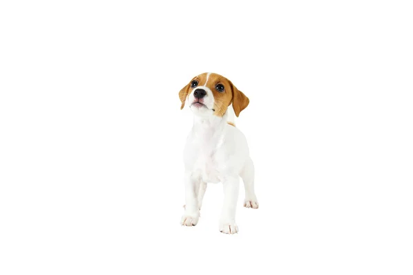 Winzige entzückende Jack Russell Terrier Welpen mit braunen Flecken im Gesicht, isoliert auf weißem Hintergrund. — Stockfoto