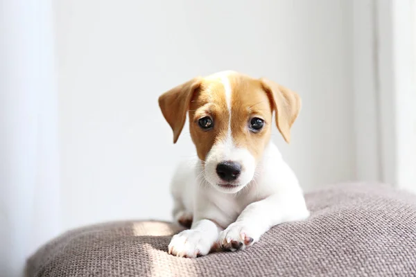 Pequeno adorável cachorro Jack Russell Terrier com manchas marrons no rosto esperando por seu mestre pela janela . — Fotografia de Stock