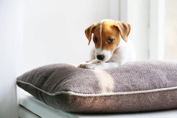 Tiny adorable Jack Russell Terrier puppy with brown stains on face waiting for its master by the window. — Stock Photo, Image