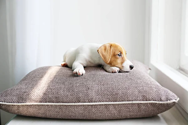 Pequeno adorável cachorro Jack Russell Terrier com manchas marrons no rosto esperando por seu mestre pela janela . — Fotografia de Stock