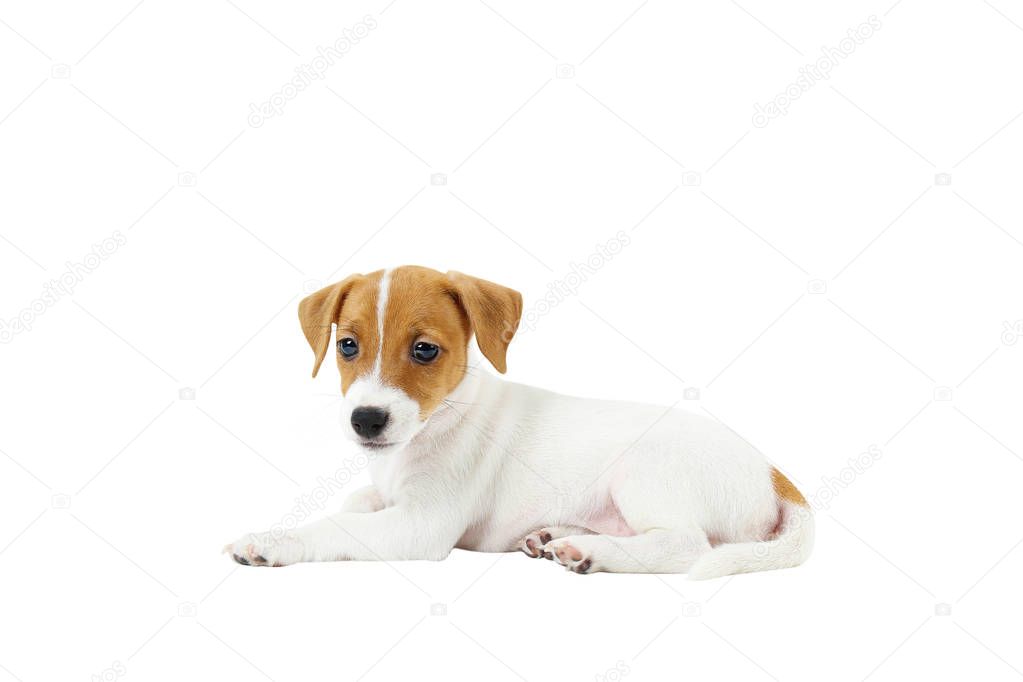 Tiny adorable Jack Russell Terrier puppy with brown stains on face, isolated on white background.