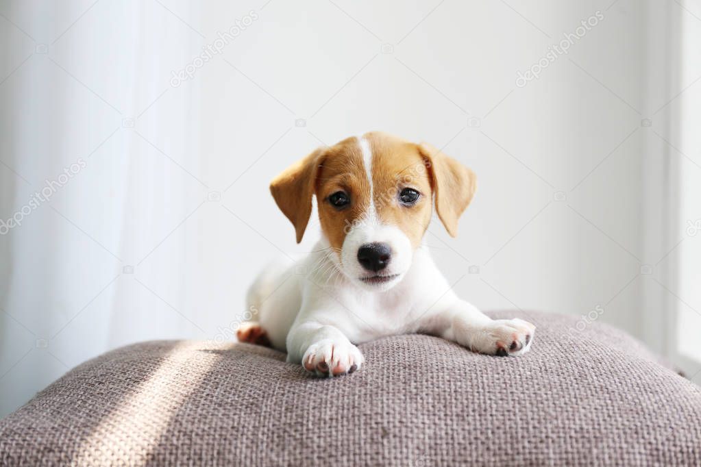 Tiny adorable Jack Russell Terrier puppy with brown stains on face waiting for its master by the window.
