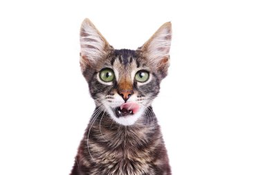 komik kürk lekeleri ile 3 ay eski tekir Kitten.