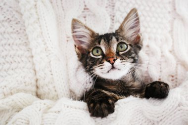 komik kürk lekeleri ile 3 ay eski tekir Kitten.