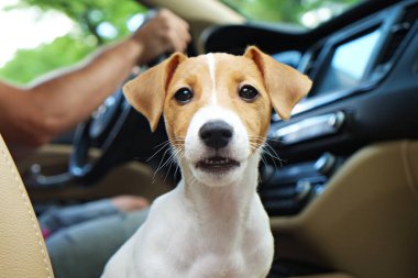 Jack russell köpek yavrusu arabada sürme.