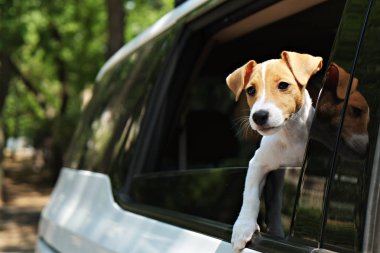 Jack russell köpek yavrusu arabada sürme.