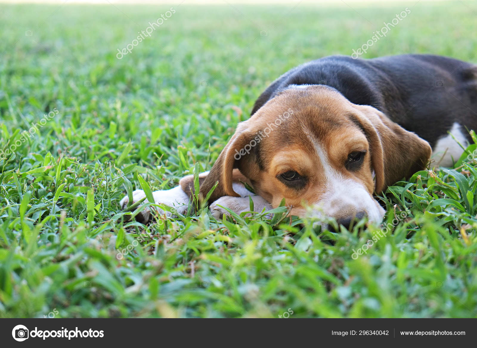 きれいなジューシーな芝生の上で屋外で純粋なビーグルの子犬 ストック写真 C Evrmmnt 296340042