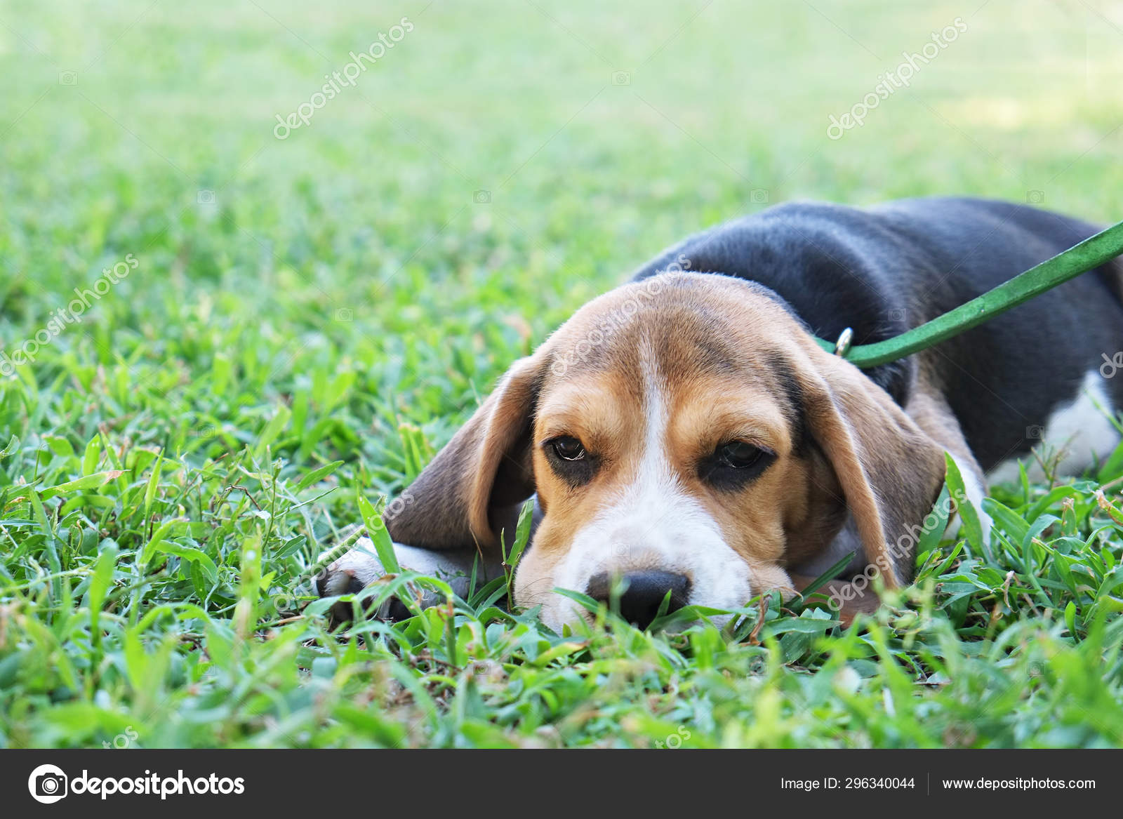 きれいなジューシーな芝生の上で屋外で純粋なビーグルの子犬 ストック写真 C Evrmmnt