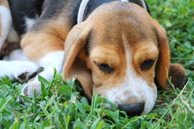 Temiz sulu çim üzerinde safkan beagle köpek yavrusu açık havada.