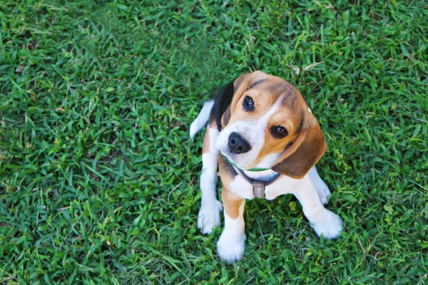 Czystorasowe szczeniak Beagle na świeżym powietrzu na czystym soczyste trawnik. — Zdjęcie stockowe