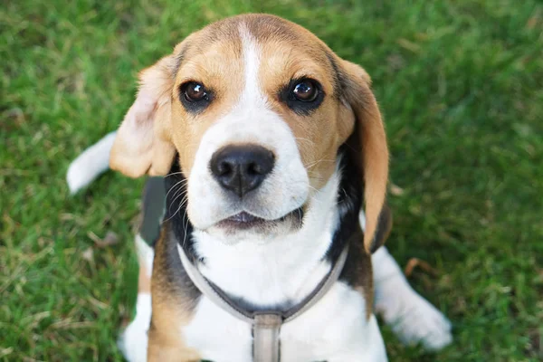 Czystorasowe szczeniak Beagle na świeżym powietrzu na czystym soczyste trawnik. — Zdjęcie stockowe