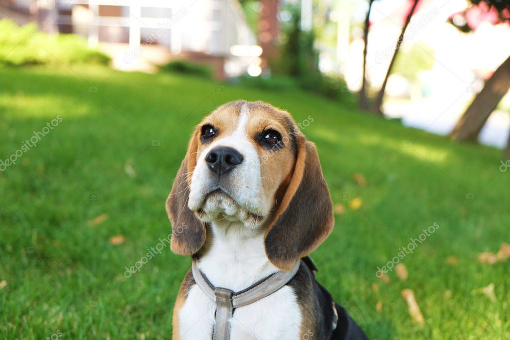 Purebred beagle puppy outdoors on the clean juicy lawn.