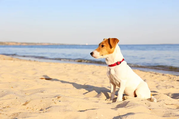 Netter Welpe mit braunen und weißen Fellflecken mit rotem Kragen am Strand. — Stockfoto