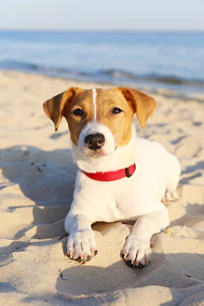 Netter Welpe mit braunen und weißen Fellflecken mit rotem Kragen am Strand. — Stockfoto