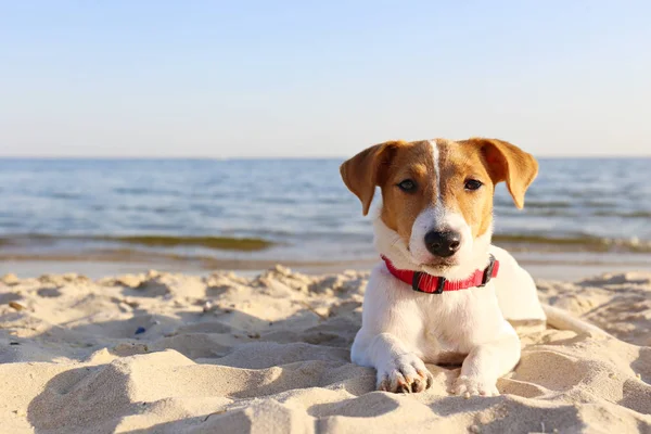 Cute puppy with brown and white coat stains wearing red collar on the beach. Royalty Free Stock Photos