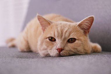 Evdeki gri tekstil kanepesinde yatan turuncu gözlü şirin kırmızı İskoç kedisi. Yumuşak tüylü safkan, kısa saçlı, düz kulaklı kedicik. Arkaplan, kopyala boşluk, kapat.