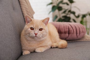 Evdeki gri tekstil kanepesinde yatan turuncu gözlü şirin kırmızı İskoç kedisi. Yumuşak tüylü safkan, kısa saçlı, düz kulaklı kedicik. Arkaplan, kopyala boşluk, kapat.