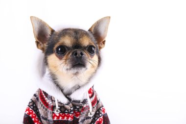 Hala ayakta ve ileriye bakarak chihuahua. beyaz izole. kısa saçlı ve ağırlıklı olarak siyah beyaz kahverengi bazı işaretler ile