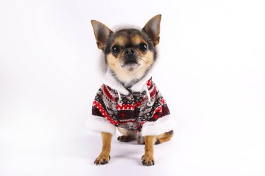 Hala ayakta ve ileriye bakarak chihuahua. beyaz izole. kısa saçlı ve ağırlıklı olarak siyah beyaz kahverengi bazı işaretler ile