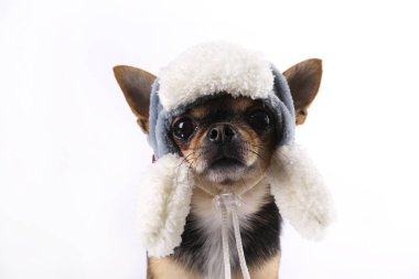 Hala ayakta ve ileriye bakarak chihuahua. beyaz izole. kısa saçlı ve ağırlıklı olarak siyah beyaz kahverengi bazı işaretler ile