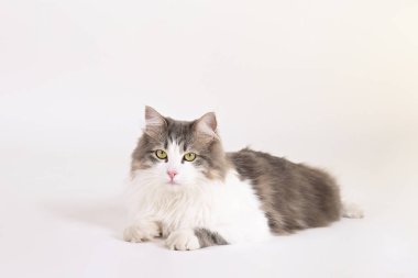 İki yaşında, yeşil gözlü, tüylü beyaz ve gri paltolu Sibirya kedisi..