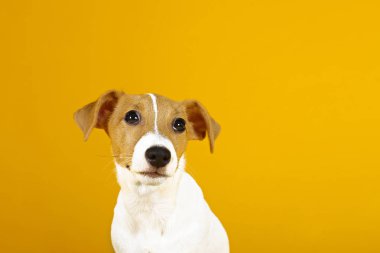 Katlanmış kulakları ve yüzünde kahverengi kürk lekeleri olan komik Jack Russell Terrier.