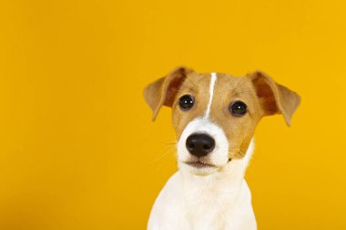 Katlanmış kulakları ve yüzünde kahverengi kürk lekeleri olan komik Jack Russell Terrier.