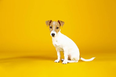 Katlanmış kulakları ve yüzünde kahverengi kürk lekeleri olan komik Jack Russell Terrier.