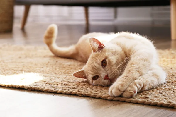 Aranyos piros skót fold macska narancssárga szem feküdt szürke textil kanapé otthon. Puha bolyhos fajtiszta rövid haj egyenes fülű cica. Háttér, másolás hely, közelről. — Stock Fotó