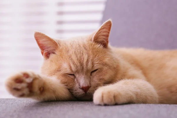 Aranyos piros skót fold macska narancssárga szem feküdt szürke textil kanapé otthon. Puha bolyhos fajtiszta rövid haj egyenes fülű cica. Háttér, másolás hely, közelről. — Stock Fotó
