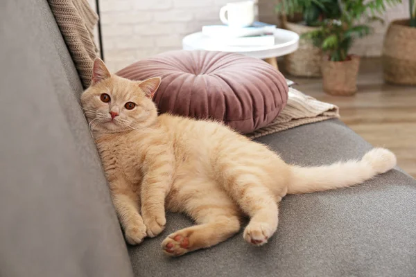可爱的红色苏格兰折叠猫，橙色的眼睛躺在灰色的纺织品沙发上。 柔软蓬松的纯毛短发直耳朵猫咪。 背景，复制空间，关闭. — 图库照片