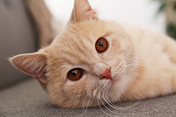 Χαριτωμένη κόκκινη σκωτσέζικη γάτα με πορτοκαλί μάτια ξαπλωμένη σε γκρι υφασμάτινο καναπέ στο σπίτι. Μαλακό χνουδωτό καθαρόαιμο, κοντό μαλλί, γατάκι με ίσια αυτιά. Ιστορικό, χώρος αντιγραφής, κοντινό. — Φωτογραφία Αρχείου