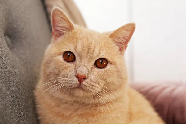 グレーのテキスタイルソファの上にオレンジ色の目をしたかわいい赤いスコティッシュの折り目の猫。柔らかいふわふわの純毛のショートヘアストレート耳の子猫。背景、コピースペース、閉じる. — ストック写真