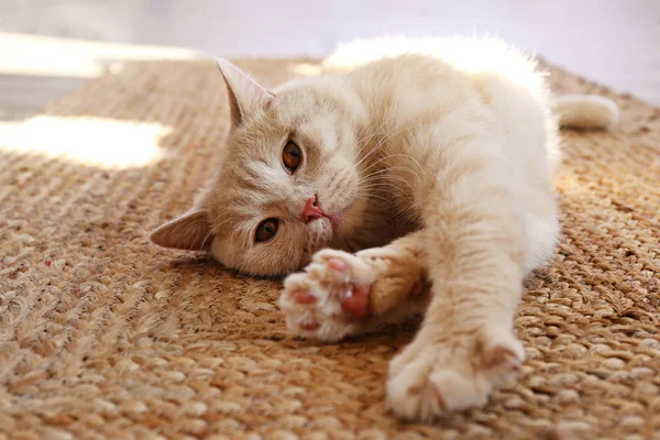 可爱的红色苏格兰折叠猫，橙色的眼睛躺在灰色的纺织品沙发上。 柔软蓬松的纯毛短发直耳朵猫咪。 背景，复制空间，关闭. — 图库照片