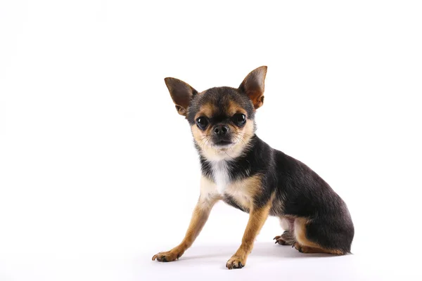 Chihuahua står stille og stirrer fremad. Isoleret på hvidt. Korthåret og overvejende sort og hvid med brune markeringer - Stock-foto