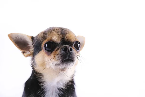 Chihuahua debout immobile et regardant vers l'avant. Isolé sur blanc. Cheveux courts et principalement noirs et blancs avec quelques marques brunes — Photo
