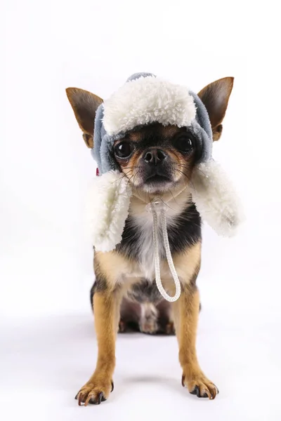 Chihuahua debout immobile et regardant vers l'avant. Isolé sur blanc. Cheveux courts et principalement noirs et blancs avec quelques marques brunes — Photo