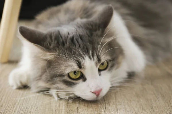 Twee jaar oude Siberische kat met groene ogen, pluizige witte en grijze vacht. — Stockfoto