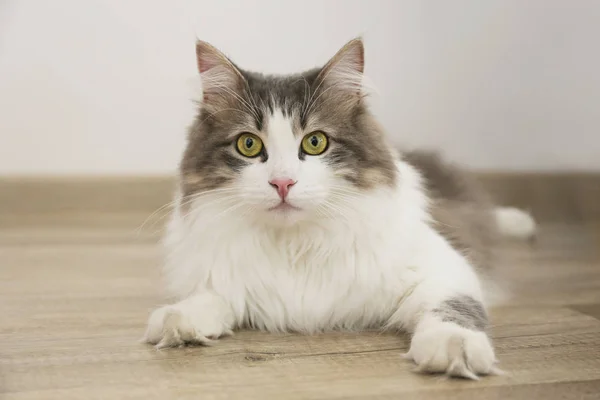 Twee jaar oude Siberische kat met groene ogen, pluizige witte en grijze vacht. — Stockfoto