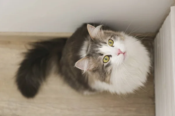 Twee jaar oude Siberische kat met groene ogen, pluizige witte en grijze vacht. — Stockfoto