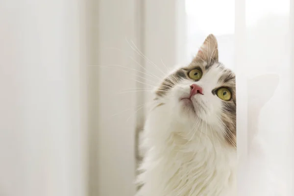 Zweijährige sibirische Katze mit grünen Augen, flauschigem weißen und grauen Fell. — Stockfoto