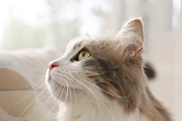 Twee jaar oude Siberische kat met groene ogen, pluizige witte en grijze vacht. — Stockfoto