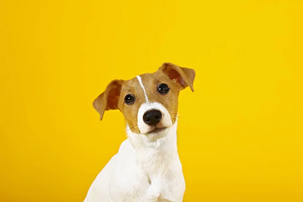 Cute One Year Old Jack Russel Terrier Puppy Folded Ears Stock