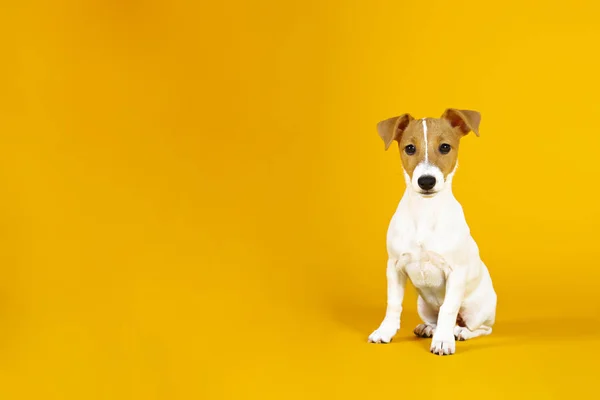 Muda lucu jack Russell terrier dengan telinga dilipat dan noda bulu coklat di wajah — Stok Foto
