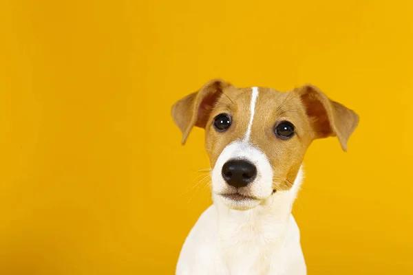 Junge lustige Jack Russell Terrier mit gefalteten Ohren und braunen Fellflecken im Gesicht — Stockfoto