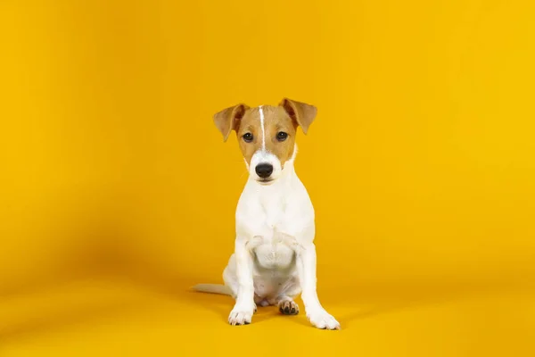 Muda lucu jack Russell terrier dengan telinga dilipat dan noda bulu coklat di wajah — Stok Foto