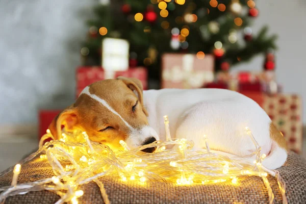 크리스마스 이브 크리스마스 이브에 조명 과 함께 계절 장식 배경에 대한 강아지. — 스톡 사진