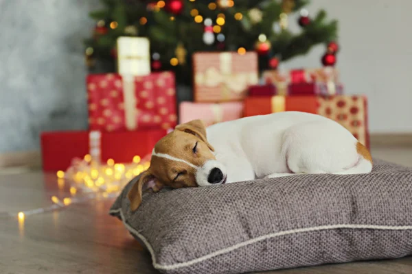 Doggy on Christmas eve over seasonal decoration background with lights. — Stock Photo, Image